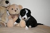 BORDER COLLIE 1297